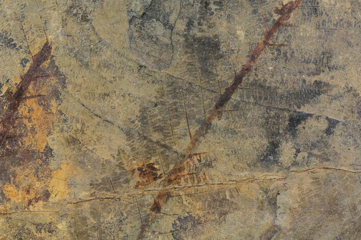Pennsylvanian Fossil Fern Plate - Kinney Quarry, NM #80517